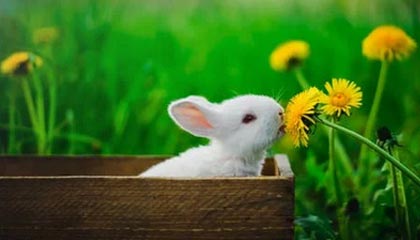 开云全站下载-特色比赛：快速反应挑战赛热血开启，快速反应队伍